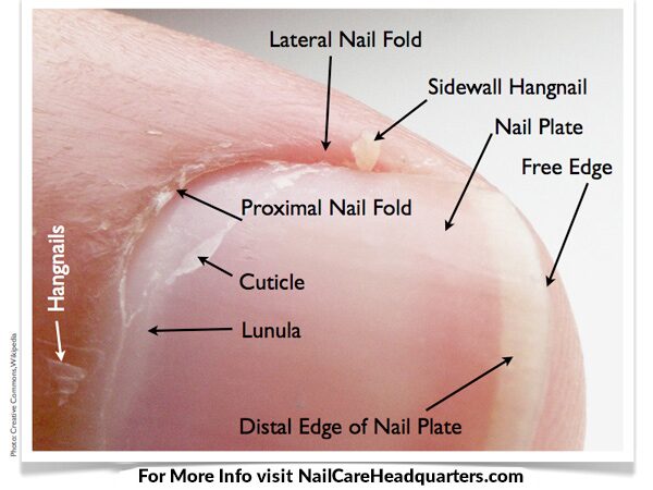 Cuticle Health Hangnail-cuticle-frame_final