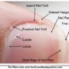 nail anatomy nail care HQ